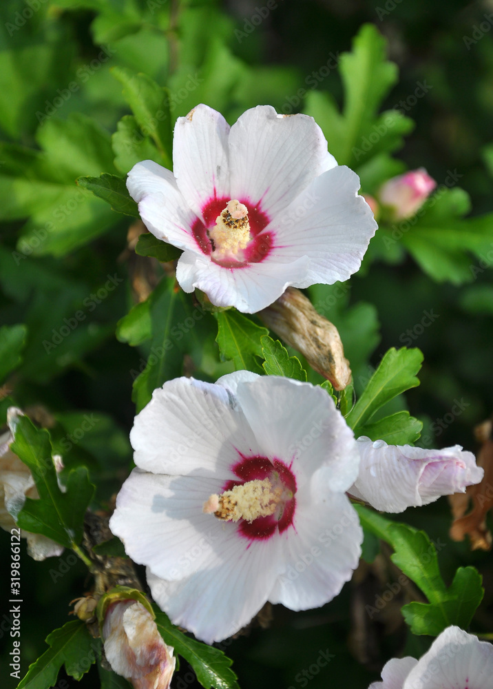 Hibiscus bush blooms in nature