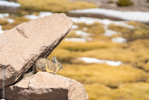 Viscacha Andes rodents sunbathing over the rocks at Andes mountains Altiplano meadows, a tranquil wild life scene in the outdoors. The rock shape is like a crocodile that wants to eat the rodent 
