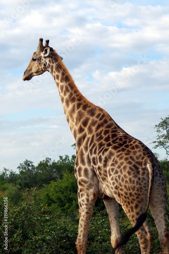 giraffe in south africa © Maciej_W