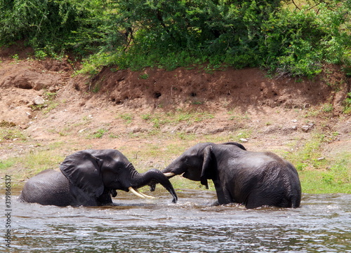 Two elephants playing in the water