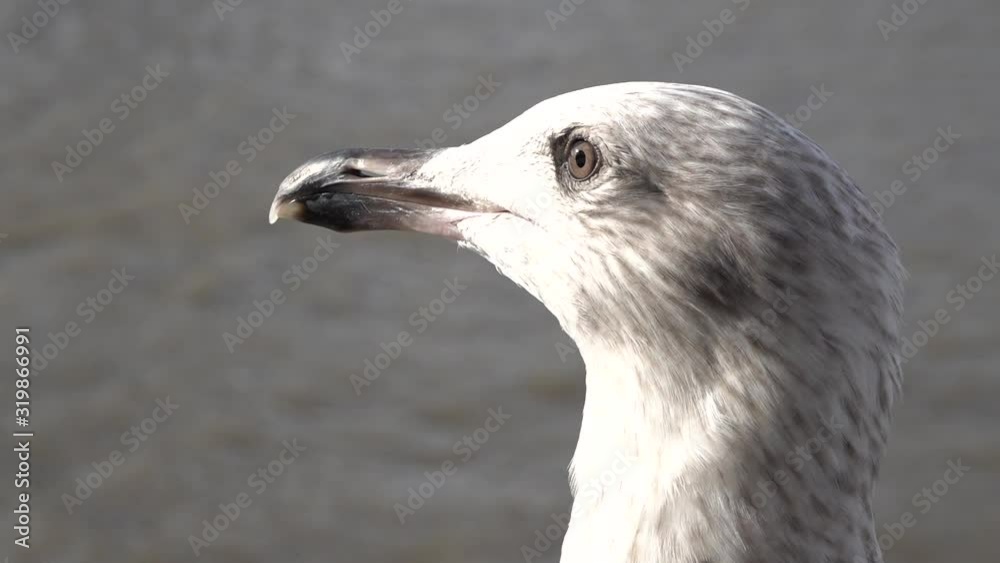 Movie - a seagull screams in London England on the banks of the Thames Movie - a seagull screams in London England on the banks of the Thames