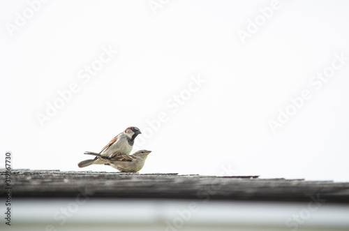 Birds playing on a rooftop