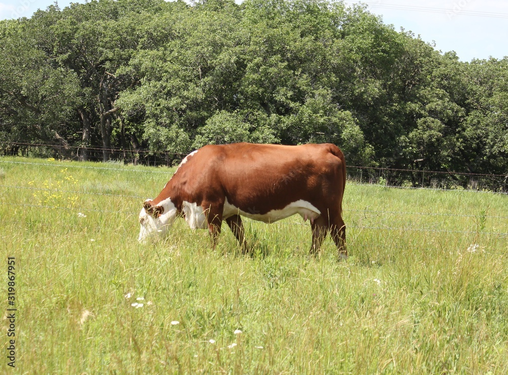Naklejka premium Hereford cow