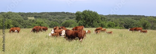 Canvas Hereford cattle