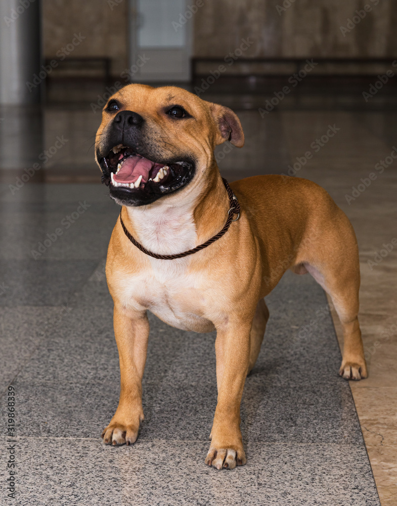 staffordshire terrier staffordshire terrier