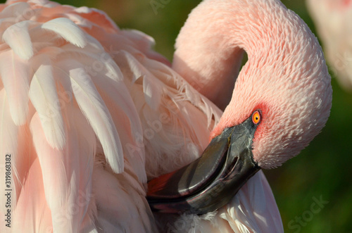 Sleepy flamingo on warm summer afternoon