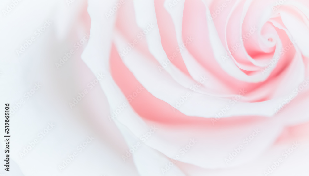 Soft focus, abstract floral background, pink rose flower. Macro flowers backdrop for holiday brand design Soft focus, abstract floral background, pink rose flower. Macro flowers backdrop for holiday brand design