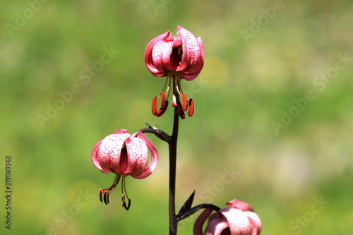 Lys martagon