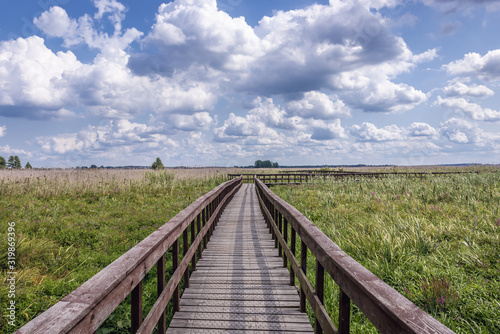 Wallpaper Mural Wooden pathway for tourists in Narew National Park, close to the park authorities headquarters in Kurowo village, Poland Torontodigital.ca