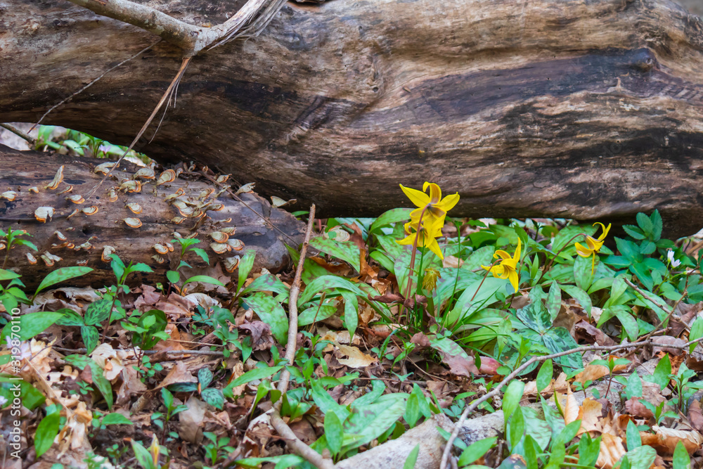 Obraz premium Trout-lily wildflowers patch