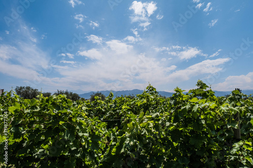 Vineyard with Andes mountains in the background. Mendoza, Argentina.