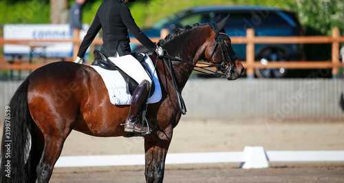 Dressage horse brown with reter greeting at the beginning of an exam.. © RD-Fotografie