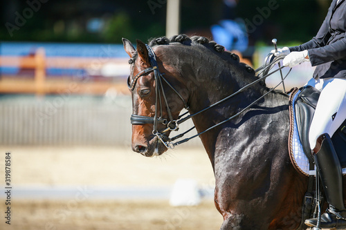 Dressage horse brown under the rider in portraits at a tournament.. © RD-Fotografie
