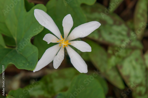 Bloodroot wildflower close-up