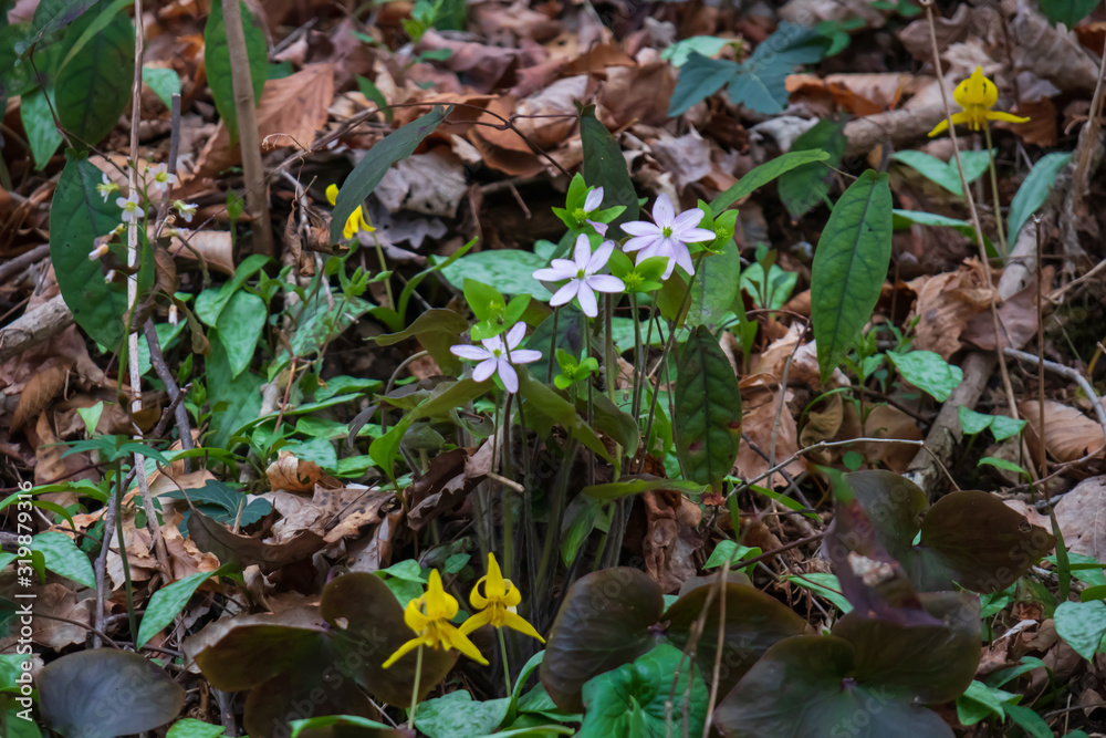 White and yellow wildflowers in the forest White and yellow wildflowers in the forest