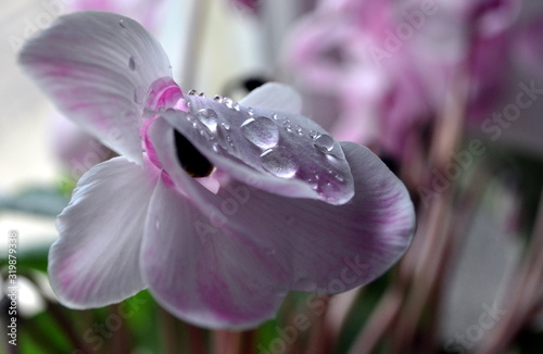 Cyclamen flower close up with a water drops.