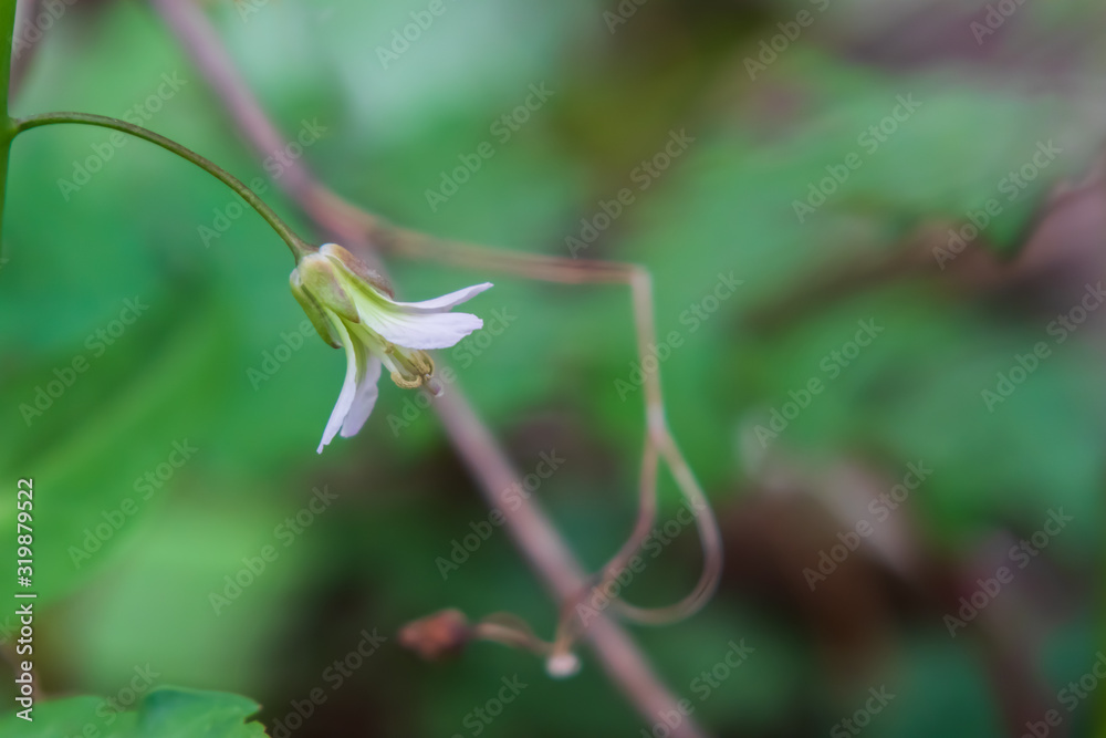 Small yellow and white bell shaped flower on vine Small yellow and white bell shaped flower on vine