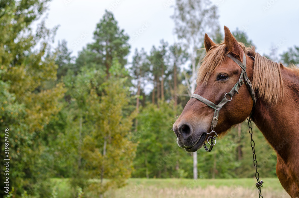 Close-up. One happy horse grazing on an autumn pasture.