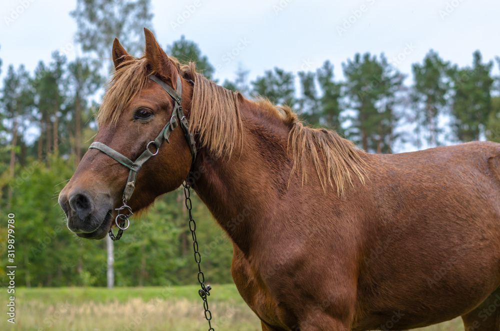 Close-up. One happy horse grazing on an autumn pasture. Close-up. One happy horse grazing on an autumn pasture.