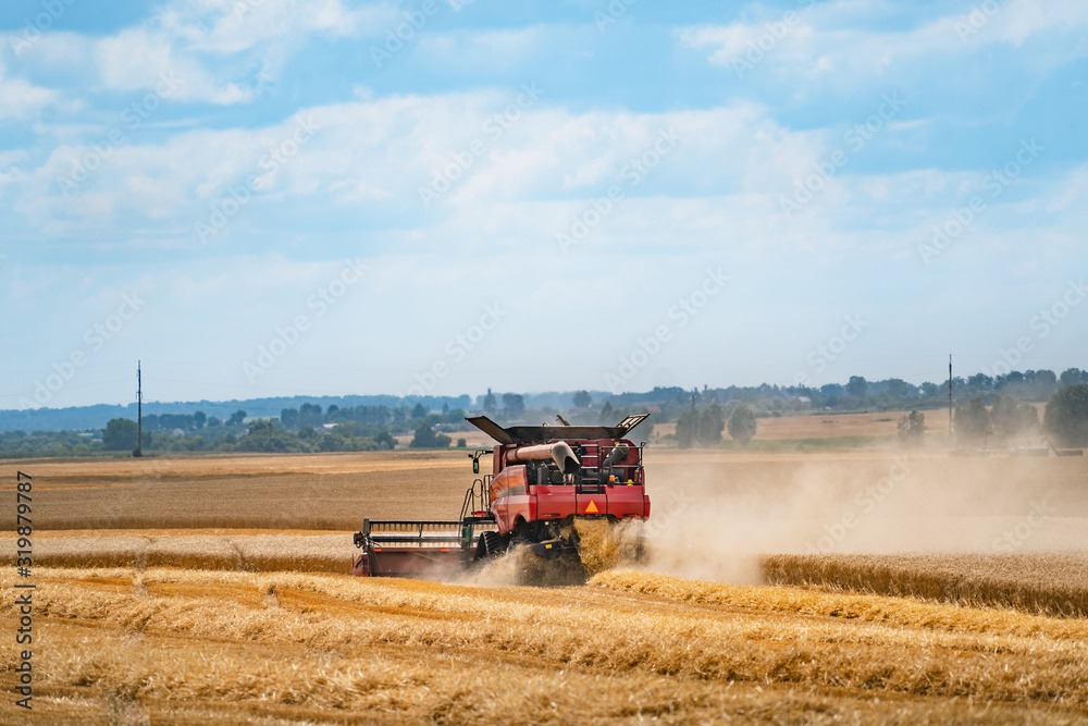 Fototapeta premium Combine harvester in action on wheat field. Process of gathering ripe crop from the fields. Side view