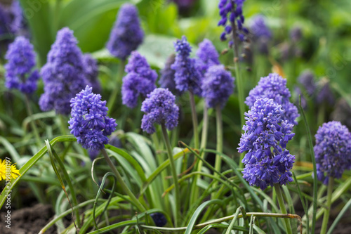 Terry muscari (Fantasy Creation) - blue muscari, grape hyacinths. Beautiful spring flowers blooms in the flowerbed, blurred background