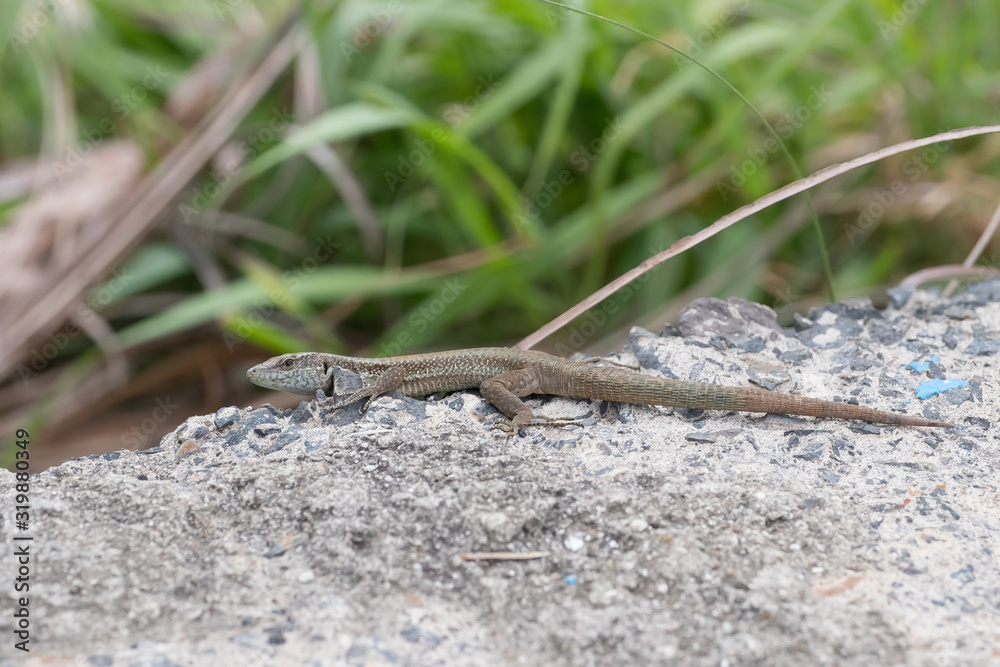 Lizard stands on pebbles in the background high grass, Spain Lizard stands on pebbles in the background high grass, Spain