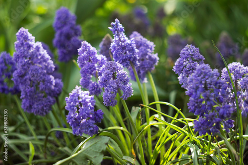 Fotografía Terry muscari (Fantasy Creation) - blue muscari, grape hyacinths