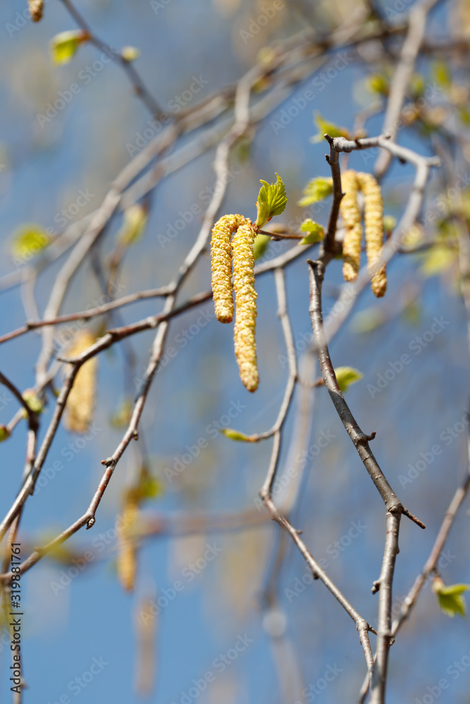 Catkins of flowering birch in early spring