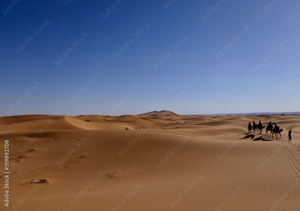 Caravan with camels on sand dune before desert landscape in Sahara during midday sun, Morocco, Africa