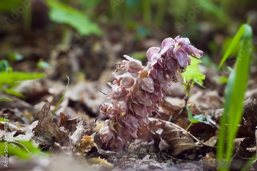 unusual pink flowers of common toothwort, inflorescence of rare parasitic plant, living underground on tree roots, spring forest in bright sun rays