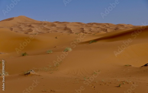 Sand dune with desert plants and interesting shades before desert landscape in Sahara during midday sun, Morocco, Africa