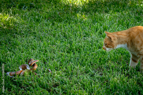 Photography Cat versus Snake