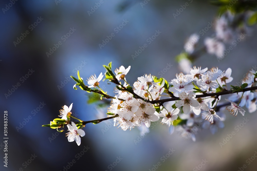 rich bloom of fresh white inflorescence of sour cherry shine in bright warm sun rays, direct April spring sunshine in a farm garden, blurred colorful background, beauty of nature rich bloom of fresh white inflorescence of sour cherry shine in bright warm sun rays, direct April spring sunshine in a farm garden, blurred colorful background, beauty of nature