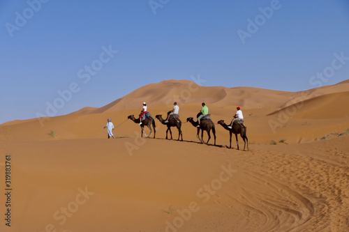 Caravan with camels on sand dune before desert landscape in Sahara during midday sun, Morocco, Africa © HWL Photos