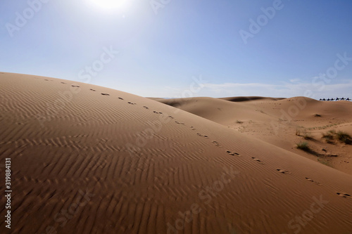 Sand dune with traces and caravan with camel in background before desert landscape in Sahara during midday sun, Morocco, Africa