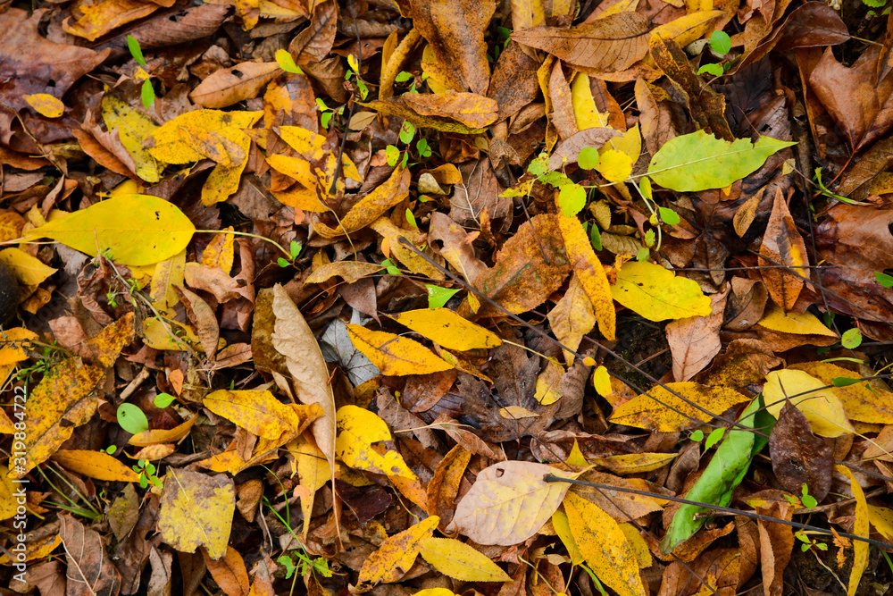 autumn leaves on the ground