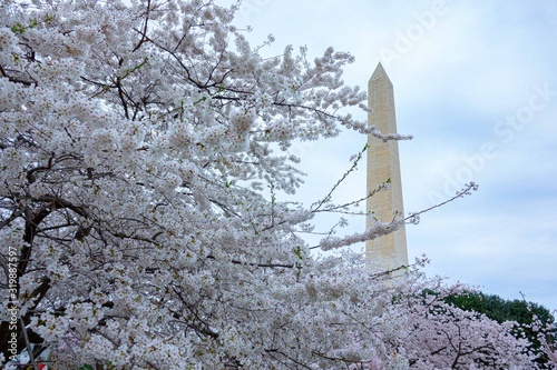 Cherry blossom branches and Washington, DC National monument  . photo