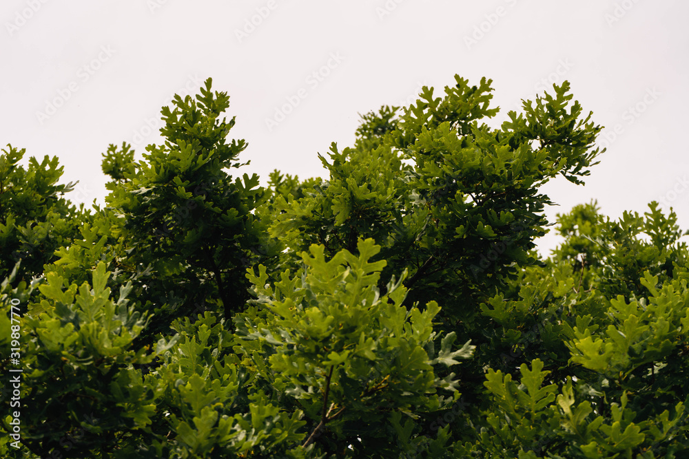 green leaves of a tree green leaves of a tree