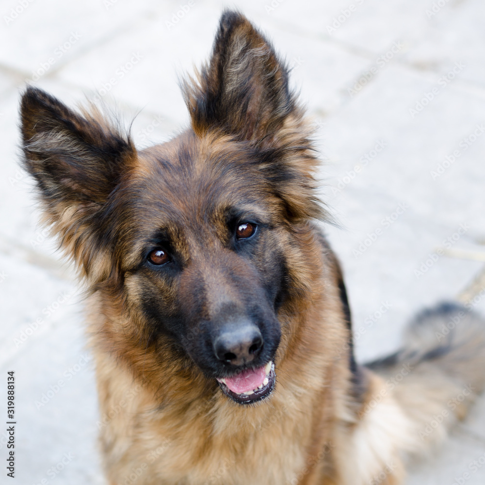 Portrait of German Shepherd dog. Photo of Dog's head. Portrait of German Shepherd dog. Photo of Dog's head.