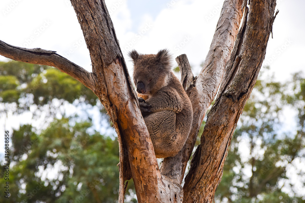 Obraz premium Wild Australian Koala Sitting on a Tree