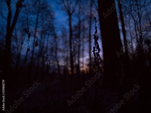 Blue hour in the forest