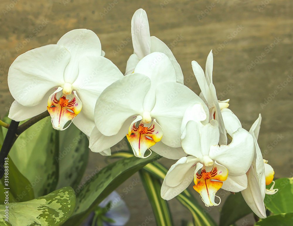 Obraz premium Orchid garden, Singapore