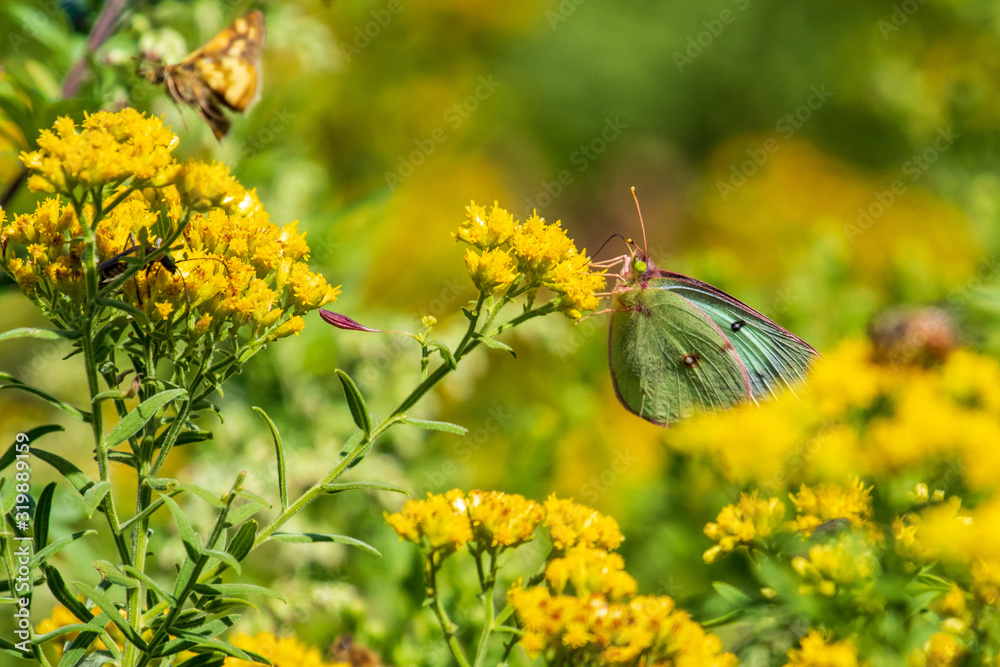 Obraz premium butterfly on flower