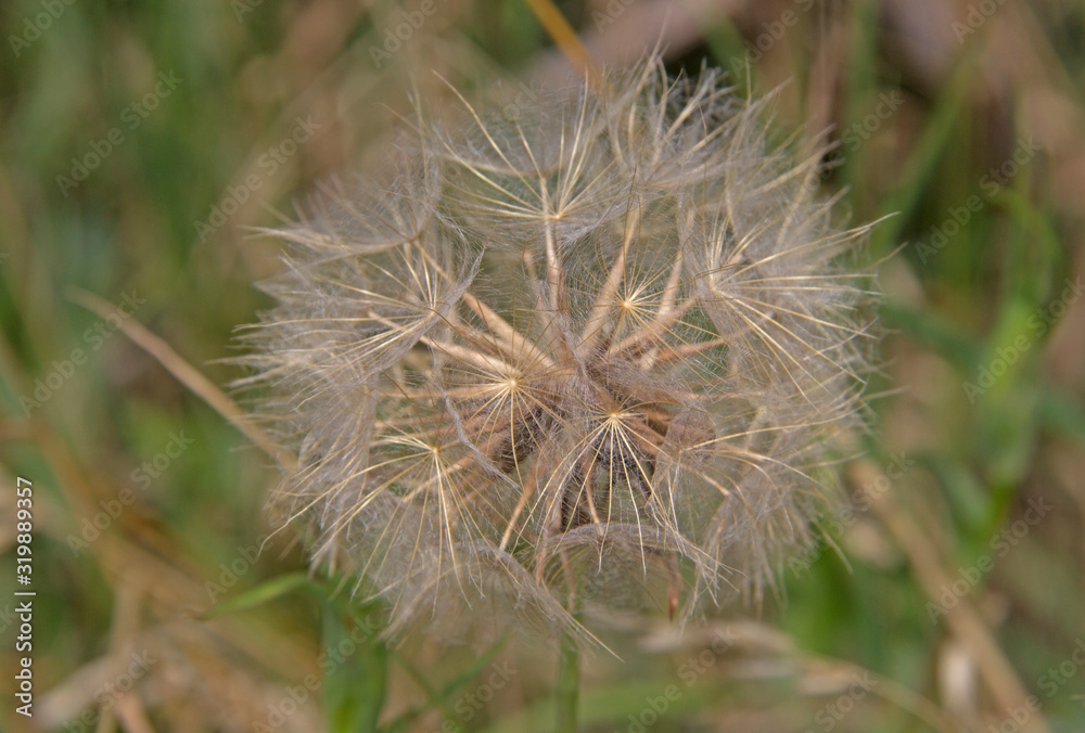 Macro photography of a dandelion flower with seeds on a blurred background