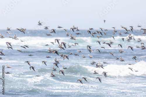 Thousands of birds flying at high speed in front of the sea at the Chilean coastline. An amazing flock of birds making a wild life pattern cut out over the water and the beach making an idyllic scene 