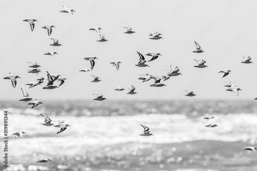 Thousands of birds flying at high speed in front of the sea at the Chilean coastline. An amazing flock of birds making a wild life pattern cut out over the water and the beach making an idyllic scene
