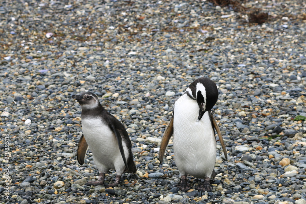 Naklejka premium A look to penguin II