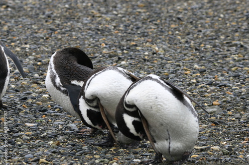 A look to penguin IV
