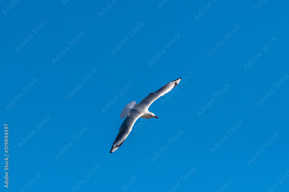 Single seagull flying on a blue sky background Single seagull flying on a blue sky background