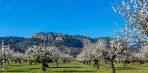 Canvas Print almond trees